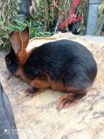 Konijnen black and tan klein ras, Dieren en Toebehoren, Knaagdieren, Meerdere dieren, Cavia