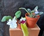 3x Streptocarpus, allemaal in bloei momenteel, Ophalen of Verzenden, Overige soorten, Minder dan 100 cm