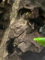 spixxi slakken laatste op = op nog 10, Dieren en Toebehoren, Vissen | Aquariumvissen, Slak of Weekdier