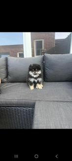 Pomeriaan 7 maanden, Dieren en Toebehoren, Keeshond, 15 weken tot 1 jaar, Reu, Eén hond