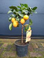 Citrus Limonum 'Meyer' - Limon 'Meyeri'/Citroenboom H: 78 cm, Ophalen, Minder dan 100 cm, Volle zon, Citroenboom