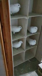 Duivenhok met witte duiven, Dieren en Toebehoren, Vogels | Duiven, Meerdere dieren, Postduif