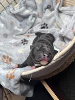 Amstaff American Stafford Staffordshire Terrier pups, Dieren en Toebehoren, Honden | Jack Russells en Terriërs, 8 tot 15 weken