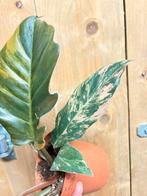 Philodendron caramel marble pink roze variegata plant gold, Huis en Inrichting, Kamerplanten, Ophalen of Verzenden, Halfschaduw