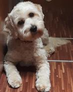 Gastgezin gezocht voor australian labradoodle, Rabiës (hondsdolheid), 15 weken tot 1 jaar, Eén hond, Nederland