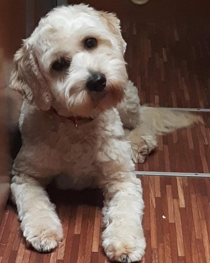 Gastgezin gezocht voor australian labradoodle, Dieren en Toebehoren, Honden | Chihuahua's en Gezelschapshonden, Reu, Overige rassen