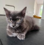 Blauwe rus Colorpoint & Nebelung, Meerdere dieren, Ontwormd