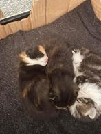 Kittens te koop, Dieren en Toebehoren, Katten en Kittens | Overige Katten, Meerdere dieren
