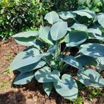 Prachtige hosta - volwassen plant, Volle zon, Vaste plant, Zomer, Ophalen