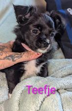 Chihuahua x Chorkie puppies 650 euro, 8 tot 15 weken, Meerdere, Meerdere dieren, Chihuahua