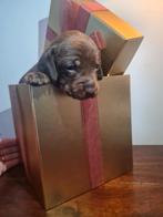 Teckel pups choco tan reutje, Dieren en Toebehoren, Overige rassen, 8 tot 15 weken, Parvo, Meerdere