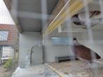 Duiven vermist, Dieren en Toebehoren, Vogels | Duiven, Meerdere dieren, Kropper