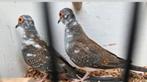 3 bonte diamant duifjes doffers, Dieren en Toebehoren, Vogels | Duiven, Mannelijk, Overige soorten