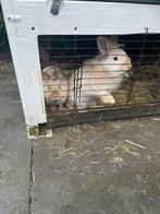 Twee lieve konijntjes gratis af te halen., Dieren en Toebehoren, Knaagdieren en Konijnen | Hokken en Kooien, Kooi, Minder dan 60 cm