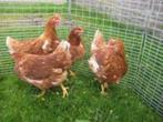 Barnevelder kippen., Dieren en Toebehoren, Kip, Vrouwelijk
