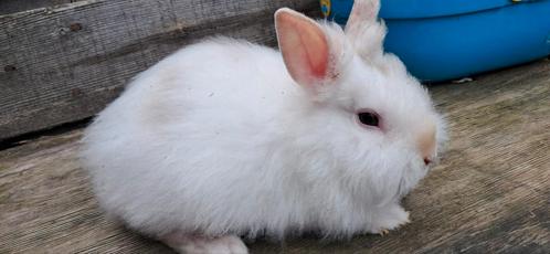 Lief konijntje, Dieren en Toebehoren, Konijnen