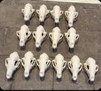 Prachtig grote vossen schedels opgezette dieren taxidermie, Verzamelen, Dierenverzamelingen, Ophalen of Verzenden, Zo goed als nieuw