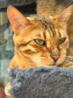 Bengaals origineel stamboom  paspoort, Dieren en Toebehoren, Poes