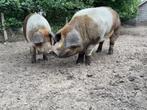 Husumer beer te huur, uw zeug kan hier 4 weken logeren €.150, Dieren en Toebehoren, Mannelijk, Varken, 0 tot 2 jaar