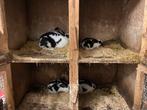 Lotharinger konijnen, Dieren en Toebehoren, Mannelijk, Groot, 0 tot 2 jaar