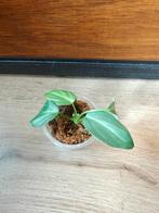 Philodendron gloriosum plantje/stekje, Huis en Inrichting, Kamerplanten, Ophalen of Verzenden, Halfschaduw, Minder dan 100 cm
