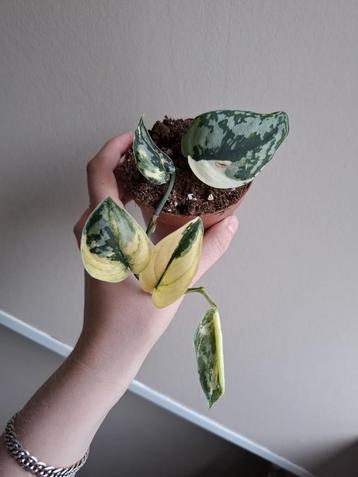 Scindapsus Mayari Variegata  beschikbaar voor biedingen