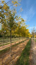 Gleditsia sunburst bomen in verschillende maten, Tuin en Terras, Planten | Bomen, Ophalen of Verzenden, Volle zon, Overige soorten