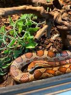 Rode rattenslang/ Korenslang/ Pantherophis guttatus, Dieren en Toebehoren, Slang