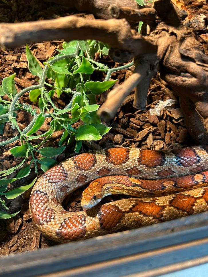 Rode rattenslang/ Korenslang/ Pantherophis guttatus, Dieren en Toebehoren, Reptielen en Amfibieën, Slang