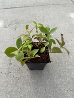 Cornus canadensis - Kruipende Kornoelje, Ophalen, Bodembedekkers, Vaste plant, Halfschaduw