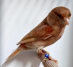 Mozaiek rood bruin pastel kanarie pop, Dieren en Toebehoren, Vogels | Kanaries, Kleurkanarie, Vrouwelijk