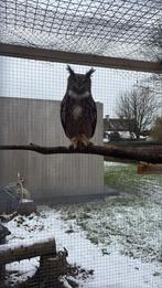 Europese oehoe, Mannelijk, Overige soorten