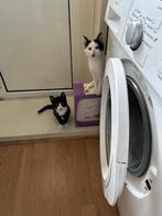 Kittens, Dieren en Toebehoren, Ophalen, Nieuw, Open
