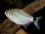 Moenkhausia oligolepis (Reuzen roodoog zalm), Dieren en Toebehoren, Vis, Zoetwatervis