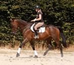 Absoluut lieve, betrouwbare en super stoere ruin!, Dieren en Toebehoren, Paarden, Gechipt, Ruin, L, 11 jaar of ouder