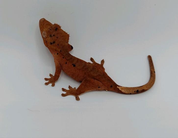 Wimpergekko inktspot dalmatian, Dieren en Toebehoren, Reptielen en Amfibieën, Hagedis, 0 tot 2 jaar