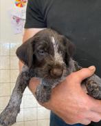 Duitse staande draadhaar pups, Duitse Staande hond, CDV (hondenziekte), 8 tot 15 weken, Meerdere