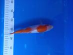 Te koop prachtige Kohaku 25 cm, Dieren en Toebehoren, Vissen | Vijvervissen, Karper of Koi