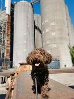 Gezocht : lieve honden oppas voor onze bolonka Joep