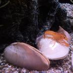 Batissa violacea pink, Dieren en Toebehoren, Vissen | Aquariumvissen, Vis