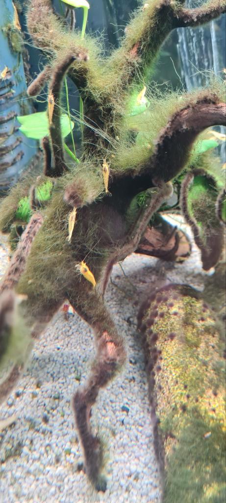 Citroen garnaal, neocaridina geel zie omschrijving, Dieren en Toebehoren, Vissen | Aquariumvissen, Zoetwatervis, Kreeft, Krab of Garnaal