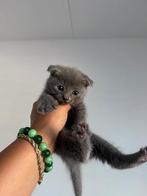Drie lieve kittens te koop, Dieren en Toebehoren, Katten en Kittens | Overige Katten, Meerdere dieren