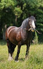 Lieve tinker  zoekt nieuwe plek., Merrie, Minder dan 160 cm, Recreatiepaard, 3 tot 6 jaar