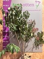 Heptacodium meerstammig in pot leverbaar tot 2 meter hoog., Overige soorten, Ophalen of Verzenden, Struik, 100 tot 250 cm