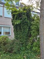 taxus gratis ~3m hoog, Tuin en Terras, Ophalen, Halfschaduw, Overige soorten
