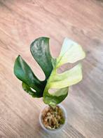 Rhaphidophora Tetrasperma Albo Variegata, Huis en Inrichting, Ophalen of Verzenden, Overige soorten, Minder dan 100 cm