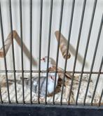 Koppel bonte diamant duifjes, Meerdere dieren, Tropenvogel