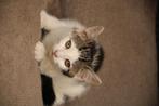 Mooi en lief poesje, Dieren en Toebehoren, Katten en Kittens | Overige Katten, Poes, Kortharig, 0 tot 2 jaar