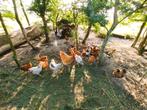 Jonge kippen Barnevelder, Amrock, Wyandotte, Orpington, Dieren en Toebehoren, Meerdere dieren, Kip