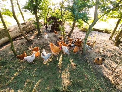 Jonge kippen Barnevelder, Amrock, Wyandotte, Orpington, Dieren en Toebehoren, Pluimvee, Kip, Meerdere dieren